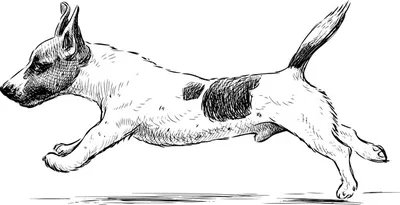 Картинка бегущей собаки: скачать бесплатно в jpg