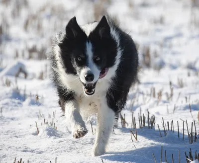 Изображение бегущей собаки: бесплатно скачать в webp