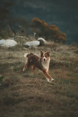 Фото бегущей собаки: скачать в формате jpg