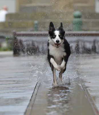 Изображение бегущей собаки: выберите формат для скачивания