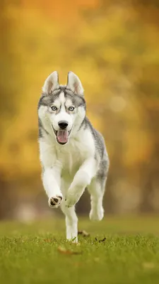Картинка бегущей собаки: бесплатно скачать в png