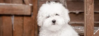Белая пушистая собака: маленький размер, скачать в формате jpg