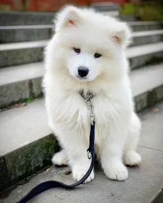 Изображение белой пушистой собаки для обоев: скачать бесплатно, webp формат