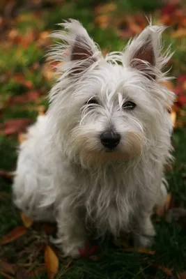 Портрет белой пушистой собаки: jpg формат