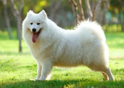 Белая пушистая собака на зеленом фоне: картинки в хорошем качестве, png формат