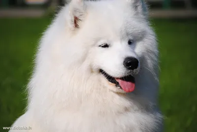 Фото белой пушистой собаки на фоне природы: png формат
