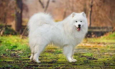 Красивые картинки белой пушистой собаки: в хорошем качестве, png формат