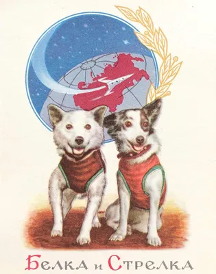 Белка и стрелка - первые собаки в космосе: фото в хорошем качестве