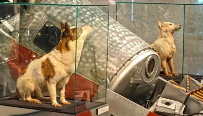 Исторические фотографии Белки и стрелки - первых собак в космосе