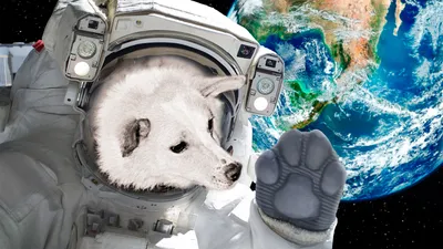 Фотографии собак-покорителей Белки и стрелки в космосе