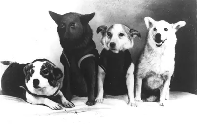 Фотографии собаки Белки и стрелки - первых космонавтов