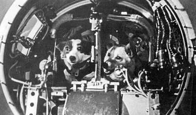 Фото собаки-космонавта Стрелки в космосе: впечатляющие снимки