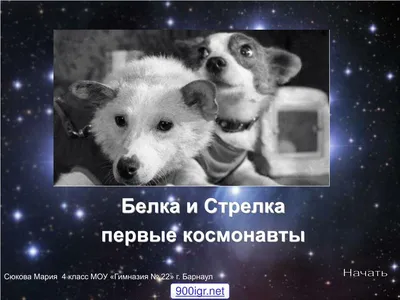 Космический путь собаки-героини Белки: фото в хорошем качестве