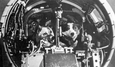 Прекрасный фон собак-космонавтов Белки и стрелки: обои