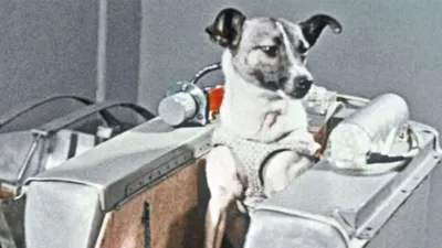 Фотоуспех собак-звезд Белки и стрелки в космосе