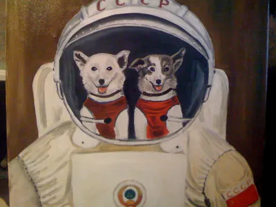 Уникальный архив снимков собаки-космонавта Стрелки в космосе