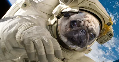 Белка и стрелка: фотографии-память о первых собаках в космосе
