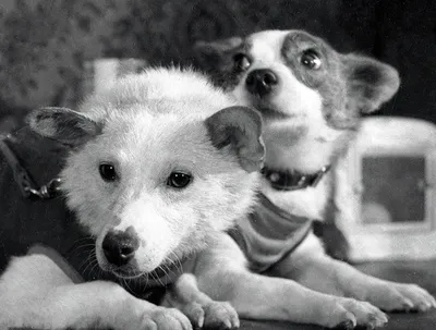 Загадочные собаки Белка и стрелка: неповторимые фотографии