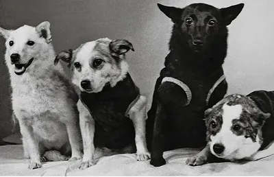 Фото история Белки и стрелки - первых собак в космосе
