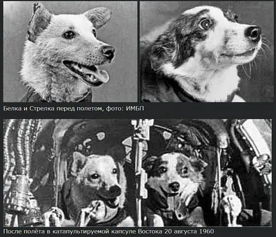 Потрясающие снимки собаки-космонавта Белки и стрелки
