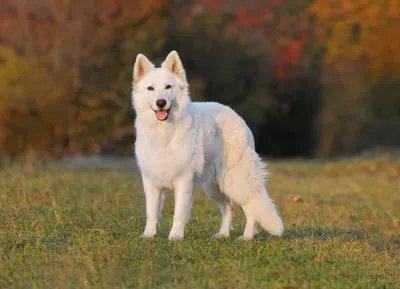 Белые породы собак: нежность и преданность на каждой фотографии