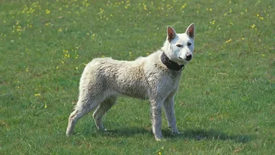 Белые породы собак: идеальное сочетание пушистого меха и пронзительного взгляда