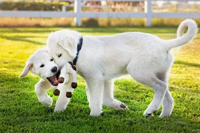 Насладитесь изображениями белых пород собак на высоком разрешении