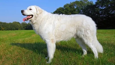 Фотографии белых пород собак: красота, фон, обои