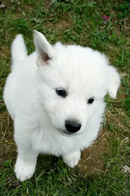 Белые собаки: скачайте фото бесплатно и используйте их в хорошем качестве