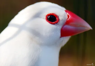 МЕСТА ЗИМОВКИ БОЛЬШОЙ БЕЛОЙ ЦАПЛИ, ГНЕЗДЯЩЕЙСЯ В БЕЛАРУСИ | BirdWatch.by