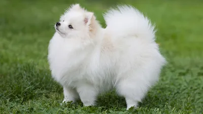 Белые пушистые собаки фотографии