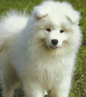 Очаровательные изображения белых пушистых собак