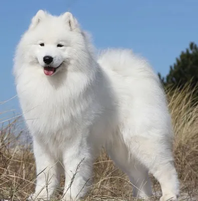 Нежные и трогательные фото белых пушистых собак