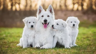 Белые пушистые собаки в нежных тонах: фотографии