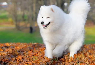 Фотографии белых пушистых собак для создания коллажей