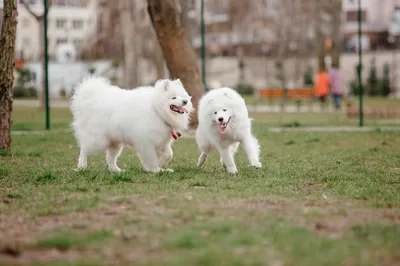 Белые пушистые собаки идеально сочетаются с любым интерьером