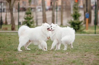 Фото белых пушистых собак для дизайна веб-сайтов