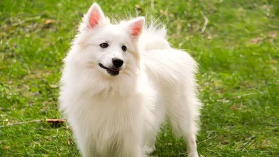 Прекрасные и милые картинки белых пушистых собак