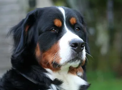 Бернская собака: величественные фото