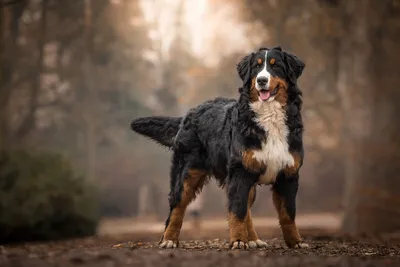 Дружелюбная бернская собака: фото на память