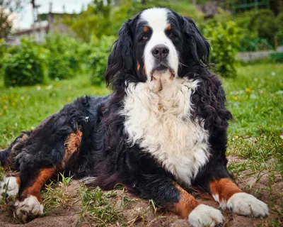 Фото бернской собаки: подлинная нежность