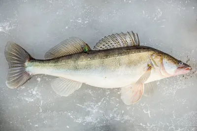 Отличия судака от берша - Frost-Fish