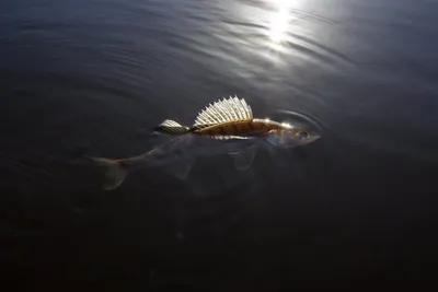 Рыба судак: польза и вред - Frost-Fish