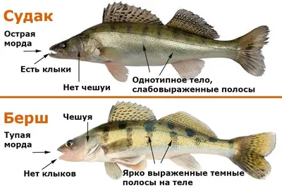 Берш и Судак. Чем отличаются. | Рыбалка по Русски | Дзен