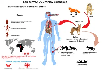 Бешенство у человека фото