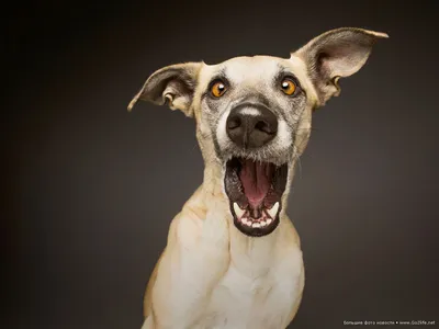 Фото с бешеными собаками: увеличьте напряжение в три раза