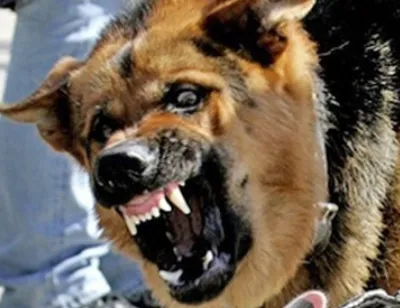 Фото бешеных собак: рискните и оставьте свой след