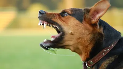 Бешеные собаки: страшные, но захватывающие фото