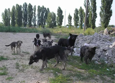 Бешеные собаки на картинках: выберите своего героя