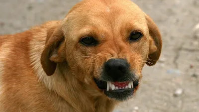 Фото с бешеными собаками: скачать бесплатно в png, jpg, webp